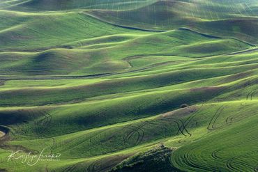 Colfax, Palouse, WA, wheat fields. agriculture, rolling hills, Farming, green,