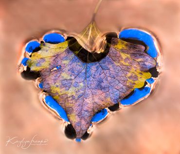 blue sky, leaf, plant minerals, Zion National Park