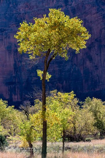 Elegance in the Park, cottonwood tree , shaded red rock, southern Utah, Red Rock, Zion National Park