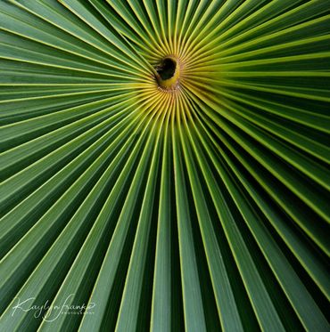  dark green leaves, Mexican fan palm trees twide, Kaylyn Franks Photography, Mexico, plant
