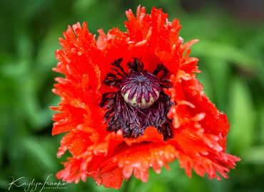 Poppy, flower, red, green, purple, floral, rain, dew, Idaho, Salmon River, nature, Kaylyn Franks