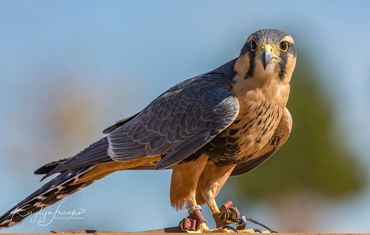 Peregrine, Falcon, wildlife, bird, fast, World Center  for Birds of Prey.