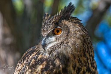 bird, Wildlife Art by Kaylyn Franks Eurasian Eagle Owl, owl,  Worlds Center for Birds of Prey