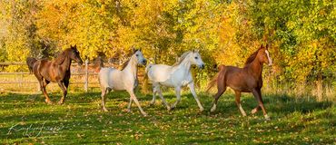 animal, arabian, endurance, equine,  horse, power, run, silver, speed, strong, tree, trot, white