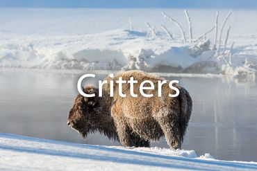 bison, Kaylyn Franks Photography, nature, park,  snow, wild, wildlife, winter, Wyoming, yellowstone