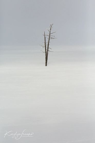 Bobby Socks Basin, fog, snow, trees, water, white, winter, Wyoming, Yellowstone National Park