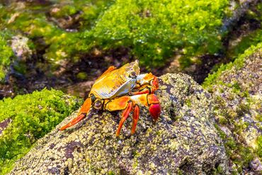 Baja, colorful, crab, Island Hopping, Mar Y Adventures, Mexico, Sea of Cortez, 