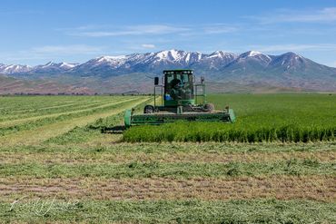 alfalfa, Camas Prairie, hay, Idaho, John Deere Swather, organic, Soldier Mountains, Swather, windrow