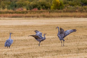 a bright red patch, grayish feathers,  Sandhill cranes, Silver Creek Preserve, thin legs and necks