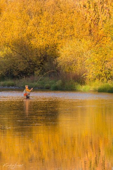 Fishing for Gold is of a fly fisherman fishing on the Boise River near Eagle, Idaho