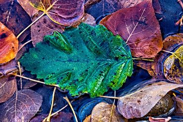 boise, Boise River, decay, Fall, gold, green, Idaho, Kaylyn Franks Photography, nature