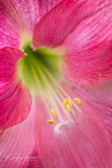 beautiful, Boise, botanical, Edwards Greenhouse, floral, flower, fresh, happiness, Idaho, lily, natu