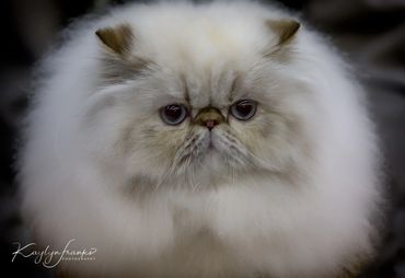  Boise, cat, cat show, cute, domestic, feline, furry, Idaho, pet,  "Persian Longhair"  ancestors