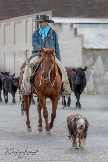 buckaroo, cattle drive, cowboy, dog, Horse, Idaho, Idaho Shag dog, Oakley, ranching, cows