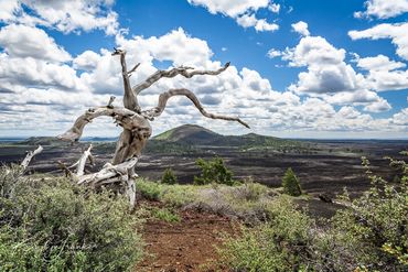 Arco, cinders, Craters of the Moon, geological, Junipers, lava  limber pines, molten,  trees,  