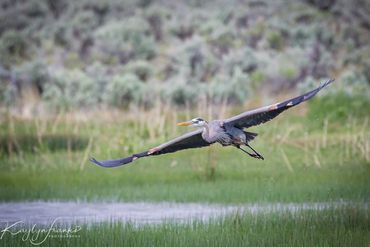bird, blue, feathers, fishing, heron, Idaho, large, legs, nature, outdoor, Owyhee, water, wildlife