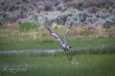 beautiful, bird, blue,  heron, Idaho, large, legs, nature, outdoor, Owyhee, water, wildlife