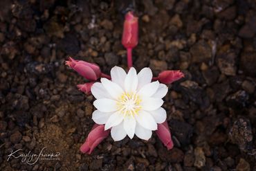 rare, flower, ground, lava, Craters of the Moon, white, pink buds, low growing, Idaho, cinders