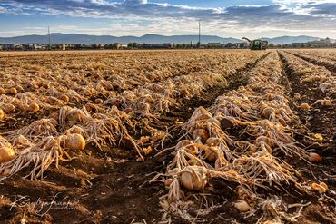 ada county, agriculture, farming, Idaho, Meridian, onion harvester, onions, tractors, urban farming