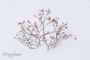 Bogus Basin, bush, Idaho, red berries, snow, winter, winterberry