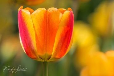 Ashton Garden, dreamcicle, Kaylyn Franks Photography, nature, orange, Thanksgiving Point, tulips