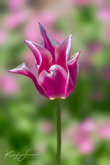 Ashton Garden, Kaylyn Franks Photography, nature, orange, plant, Thanksgiving Point , Utah, tulips