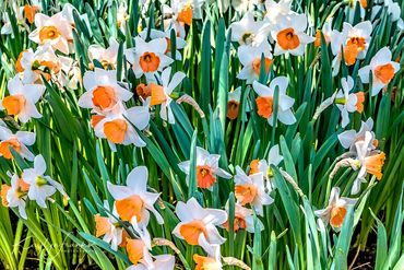 Ashton Garden, Kaylyn Franks Photography, nature, orange, plant, Thanksgiving Point, tulips, white