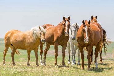 animal, curious, equestrian, farm, Horses, Hoxie, Kansas, livestock, nature, pasture, Quarter horses