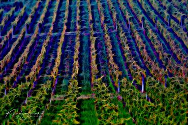 agriculture, field, grape, grapevine,  Philomoth,valley, vine, vineyard, viticulture, winery, Oregon