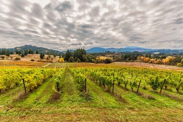 agriculture,  field, grape, Lumos Winery,  Oregon, Philomoth, vineyard, viticulture,  Wine, winery