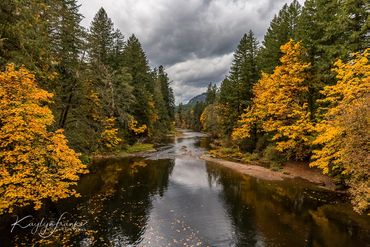  Oregon, fall, Kaylyn Franks Photography,, October, outdoors, River, stormy, Tree, Willamette, woods