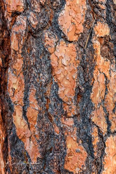burned, forest,  Idaho, Middle Fork of the Salmon,  pine, Ponderosa Pine bark, scarred, Tree, trunk