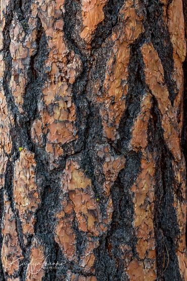 burned, forest,  Idaho, Middle Fork of the Salmon,  pine, Ponderosa Pine bark, scarred, Tree, trunk
