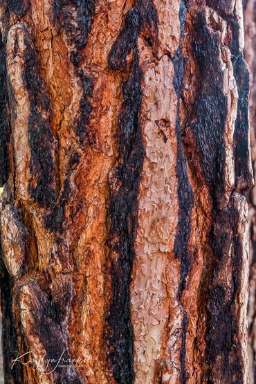 burned, forest,  Idaho, Middle Fork of the Salmon,  pine, Ponderosa Pine bark, scarred, Tree, trunk