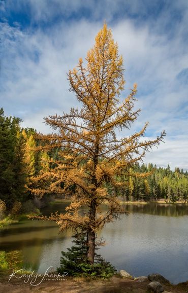  evergreens, forest, Gem Coounty,  golden, Idaho, lake, McCall, mountain, tamaracks, Tripod Lake, 