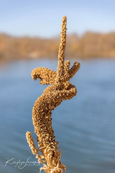 Boise, Boise River, Idaho, pirouette, plant, pond, River, veterans park, water