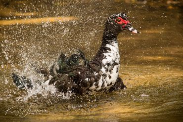 South American Muscovy, domestic duck, duck, red headed, South American Comb Duck, The Ugly Duck, 