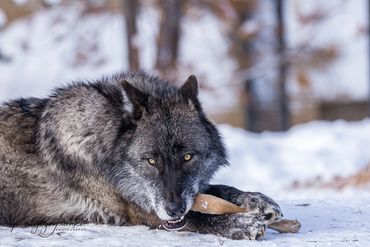 Gray wolf, GRIZZLY & WOLF DISCOVERY CENTER,  Montana, snow, West Yellowstone, wildlife, winter