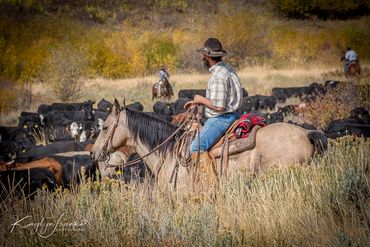 autumn, buckaroo, cattle, cattle drive, cowboy, Horses, Logan Canyon, mountains, Utah