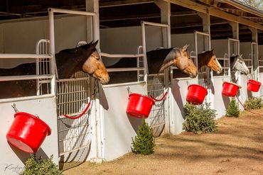 white stable barn, Horse racing, Horses, Idaho, Paul Treasure, race track, red buckets, stalls, whit