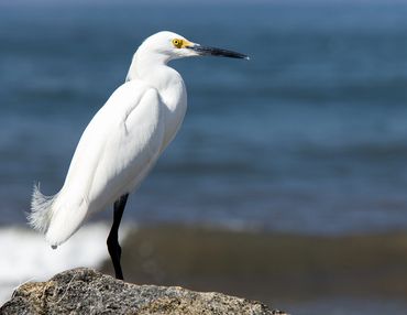 Great Egret, bird, white, Mexico, ocean,