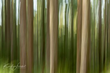  blurred, Cape Perpetua, forest,  abstract, nature, Oregon Coast, trees, Pacific Ocean, painterly