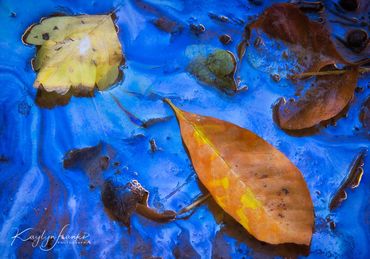 leaves, sky, blue, fall, Zion National Park, gold, yellow, nature, Kaylyn Franks Photography