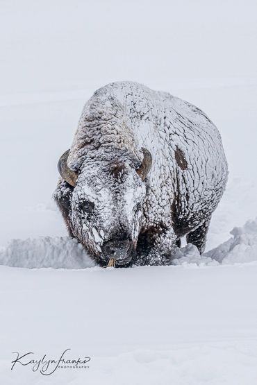  bison, buffalo December, River, snow,  white, wildlife, winter, Wyoming, Yellowstone National Park