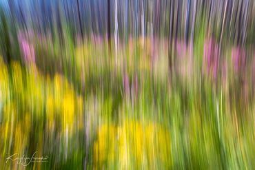 colorful, forest, blurred, camera movement, abstract, burned, trees, flowers, nature