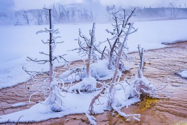  Montana, mud, orange, thermal pools, trees, water, winter, Yellow, Yellowstone National Park