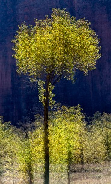 Cottonwood tree, fall colors, fall leaves, red rock in the shade, vertical multiple exposure, Zions 