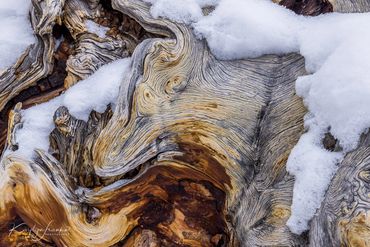 Fountain Paint Pots, abstract, snow, thermal pools, tree root, winter, Yellowstone National Park