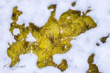 minerals, organisms, snow, Synechococcus, thermal pools, winter, Yellow, Yellowstone National Park