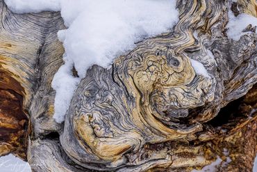 Fountain Paint Pots, abstract, snow, thermal pools, tree root, winter, Yellowstone National Park